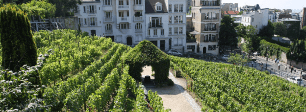 wijngaard_montmartre